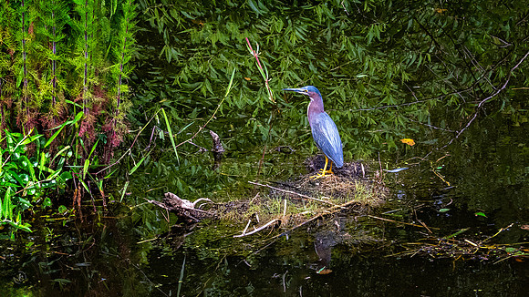 Green Heron - 6 3 2023
