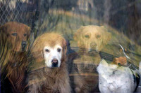 Cane, Spirit, Miranda & Lucky