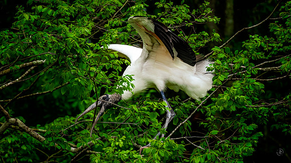 Wood Stork - Nest Building - 4 1 2023\