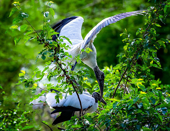 Wood Stork Argument- 4 1 2023