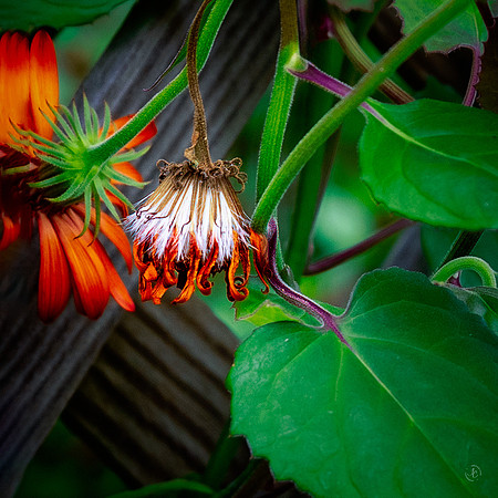 Flower beyond its time - 6 1 2023