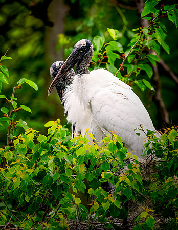 Wood Storks in Love - 4 1 2023