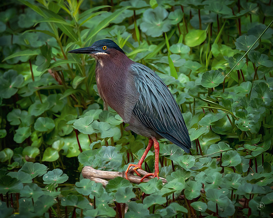 Green Heron