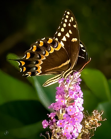 Butterfly Garden - SCHH - 07 22 2022