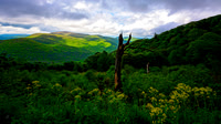 Skyline Drive w Dead Tree - Shenandoah NP
