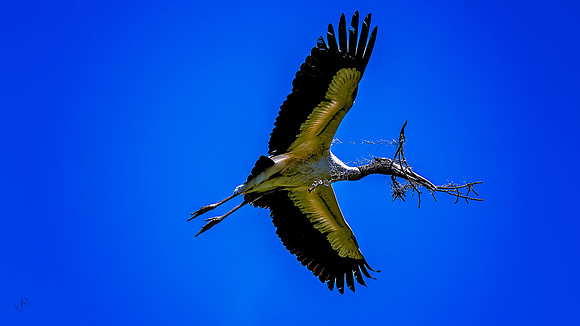 Wood Stork in Flight - 5 4 2023