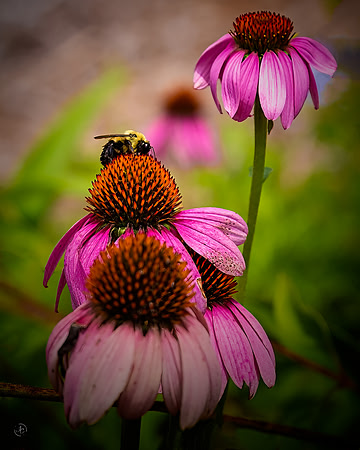 Butterfly Garden - 07 18 2022