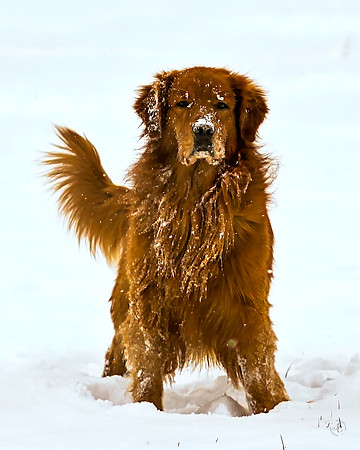 Cane - Snow - 2 3 2013