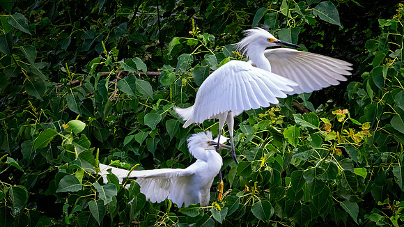 Snowy Egret - 6 3 2023
