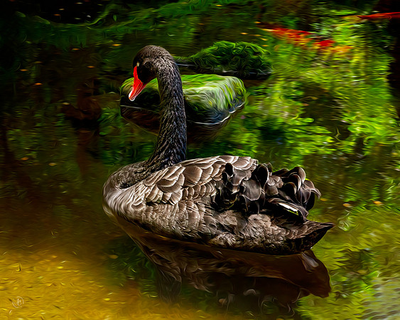 Black Swan - Hawaii - 6 24 2017