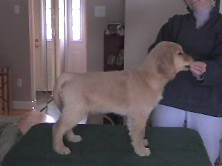CLOUD - PUPPY