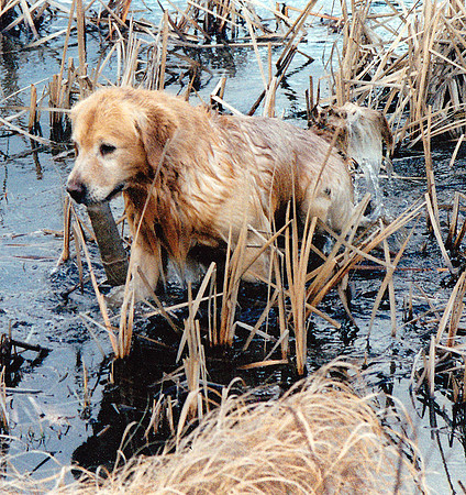 CLOUD IN SWAMP