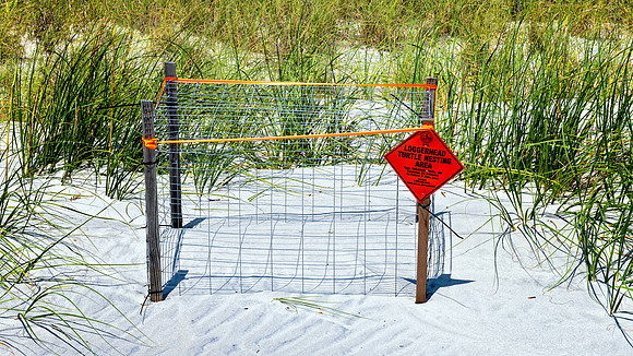 Loggerhead Turtle Nesting Area - 8 15 2022