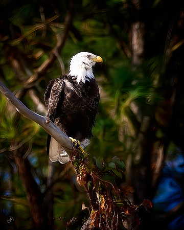 Bald Eagle