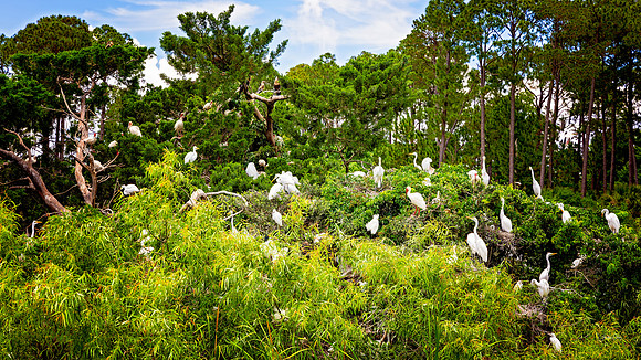 PIWLR - Ibis Rookery
