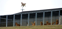 HF Kennel