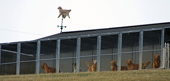 HF Kennel