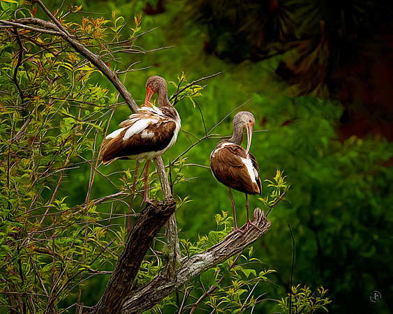 Herons