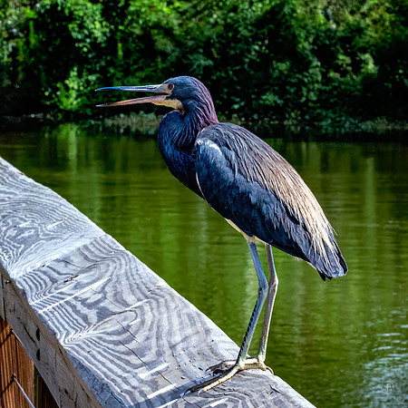 Tricolored Heron - 6 3 2023