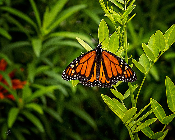 Monarch - 6 1 2023