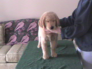 Cloud as a puppy