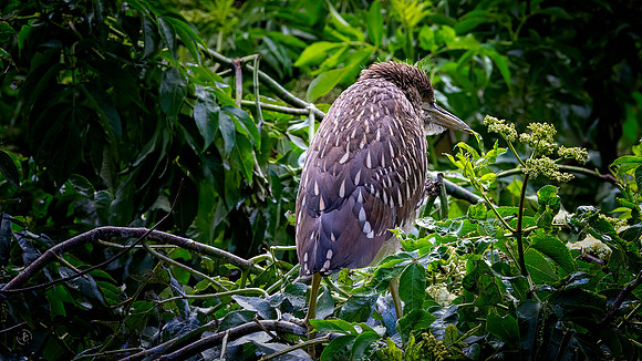Juvenile Yellow Crowned Night Heron - 6 3 2023