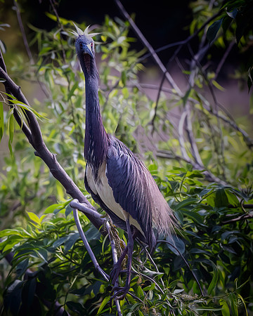 Birds - 4 1 2023
