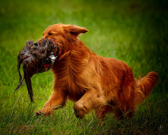 Golden Retriever