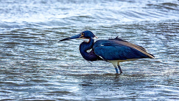 Tricolored Heron on a windy day - 5 10 2023
