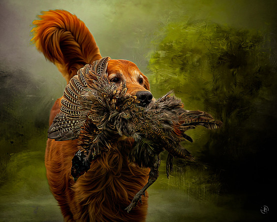 Golden Retriever