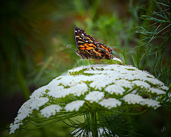 Monarch Ready for Takeoff - 6 1 2023