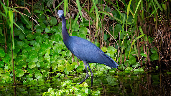 Little Blue Heron - 6 3 2023