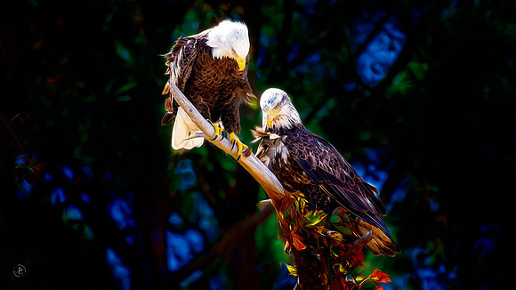 Bald Eagles - 1 10 2022