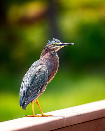 Green Heron