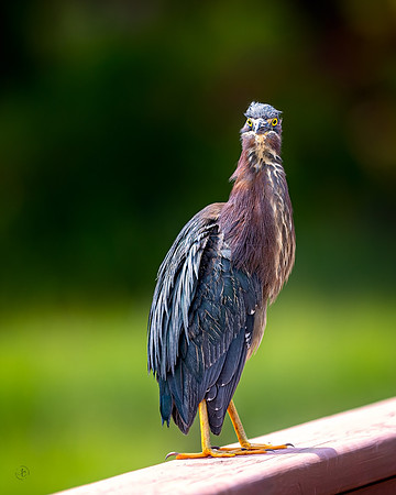 Green Heron