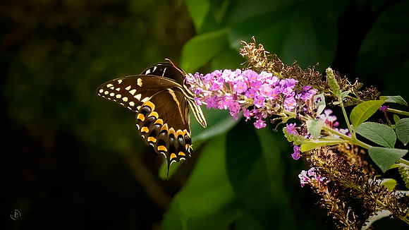 Butterfly Garden - SCHH - 07 22 2022