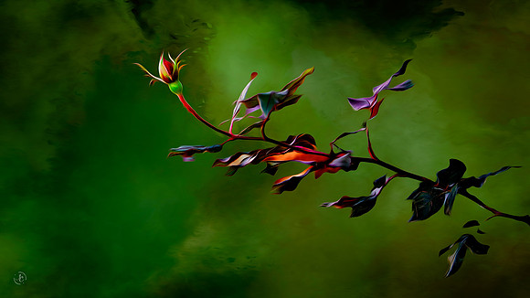 Rose Bud