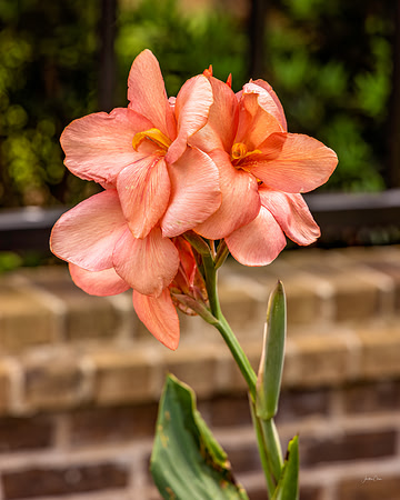 Peach ?? - 7 21 2022