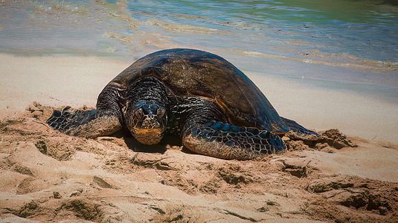 Turtle Nesting Hawaii