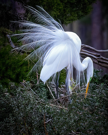 Egret Breeding Season