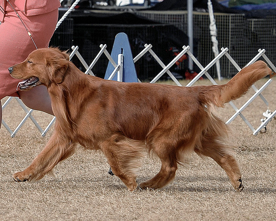 Cane