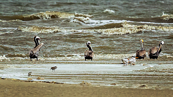Pelicans - 5 10 2023