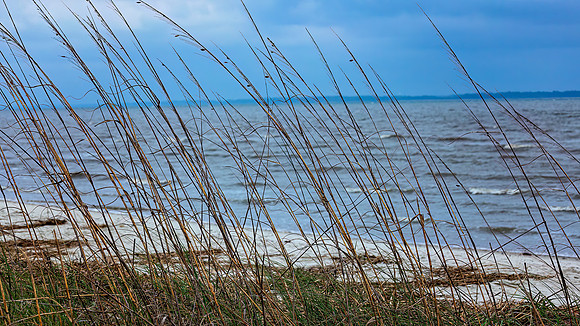 Sea Grass in the wind - 5 10 2023