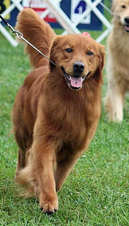 Cane