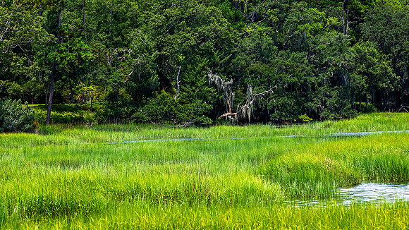 Marsh on a rising tide