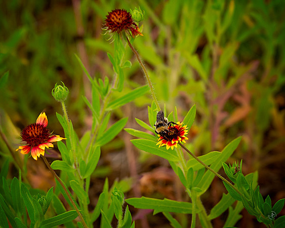 Flowers & a Bee - 6 1 2023