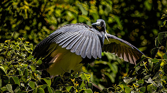 Egret Blue - 5 4 2023