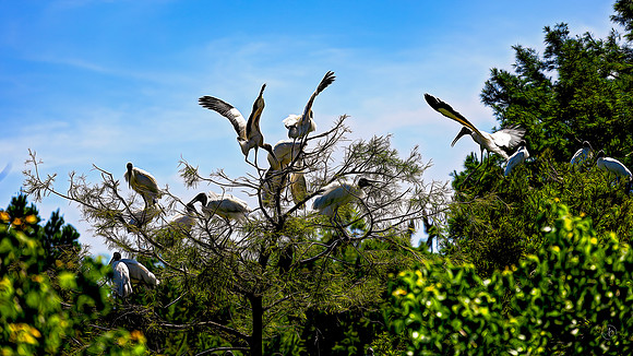 Woodstorks  - 5 4 2023