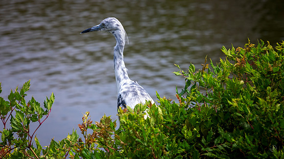 Juvenile Little Blue Heron
