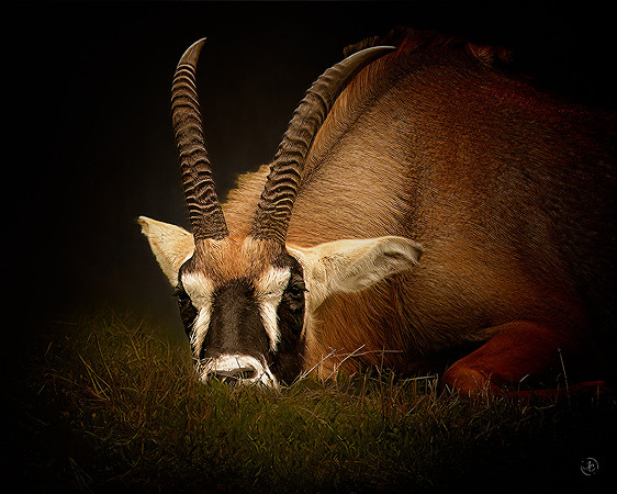 Antelope
